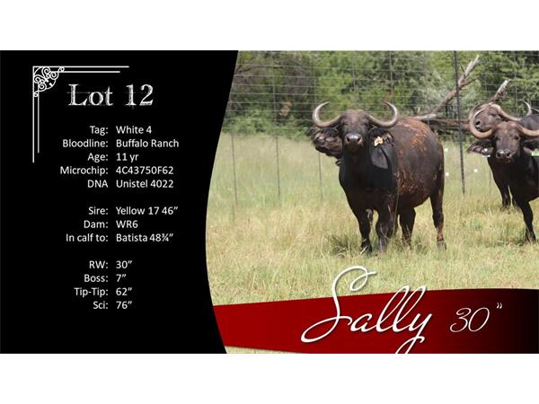 ~/upload/Lots/1474/AdditionalPhotos/r5ro4bkrzufye/12 Sally Info_t600x450.jpg